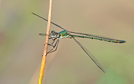 Common spreadwing (male, Lestes sponsa)